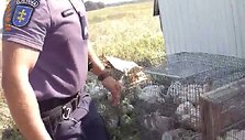 Vi&scaron;čiukų gelbėjimo operacija