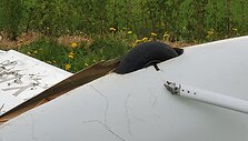 Nukritęs motosklandytuvas