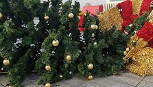 Nuvirto Marijampolės Kalėdų eglė