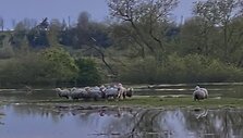 Kėdainiuose Nevėžyje skęsta de&scaron;imtys avių