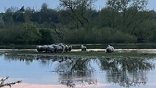 Kėdainiuose Nevėžyje skęsta de&scaron;imtys avių