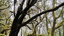 Garachonajaus nacionalinis parkas, La Gomera, Kanarų salos