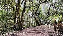 Garachonajaus nacionalinis parkas, La Gomera, Kanarų salos