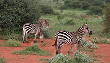 Viktorijos įspūdžiai i&scaron; safarių Afrikoje
