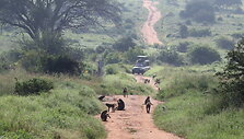 Viktorijos įspūdžiai i&scaron; safarių Afrikoje