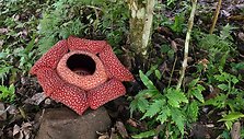 Raflezija, Borneo, Malaizija