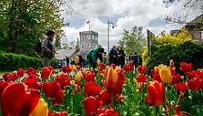 Burbi&scaron;kio dvaro festivalis &bdquo;Tulpių žydėjimo &scaron;ventė&ldquo;