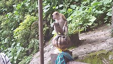 Batu urvai