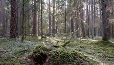 Žvėrinčiaus pėsčiųjų ir dviračių takas 