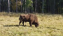 Naujasis stumbrynas Dzūkijos nacionaliniame parke
