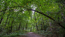 Panerių pažintinis takas