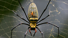 Nephila pilipes patelė su patinu
