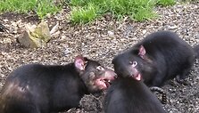 Ėdantys Tasmanijos velniai