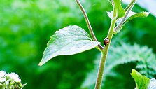 Gamta / Man Chung (Unsplash) nuotr.