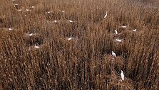 Baltieji garniai prie Kretuonyk&scaron;čio ežero