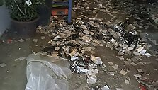 &Scaron;iaurės Korėja mėto &scaron;iuk&scaron;lių ir fekalijų balionus ant Pietų Korėjos