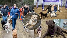 Labradorų ėjimas Labanoro girioje 2025