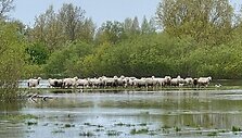 Avys Kėdainių rajone