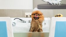 &bdquo;Ogmios mieste&ldquo; keturkojus pasitinka naujas modernus grožio salonas: rūpestis augintinių sveikata, SPA procedūros ir edukacija 