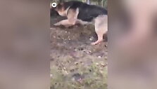 suni-uzpjudo-ant-svetimos-kates