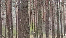 kleboniskio-miske-sninga