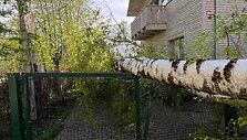 Gūsingo vėjo padariniai: Vilniaus Nočios g. ant ma&scaron;inos užvirto ilgametis beržas