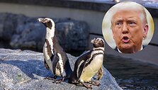 Donaldas Trumpas