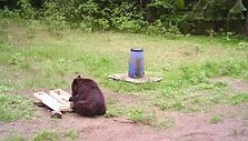 Vilniuje klaidžiojusi me&scaron;ka