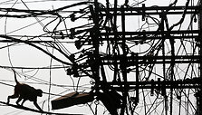 Beždžionė ant elektros laidų