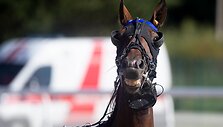 &bdquo;Derby&ldquo; ir &bdquo;Kriterium&ldquo; finale 8 ristūnai žirgai pagerino savo rezultatus