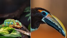 Vilniaus zoologijos sode &ndash; nauji gyventojai