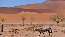 Namibija. Kuo džiugina gyvenimas dykumoje?