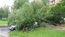 vilniuje-debesijos-gatveje-medis-uzvirto-ant-automobilio