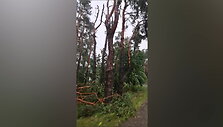 anyksciuose-prasvilpes-vejas-islauze-medzius
