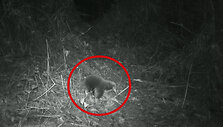 Echidna