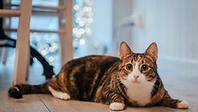 &bdquo;Cat Cafe&ldquo; &ndash; daugiau nei kavinė: unikalus socialinis verslas, kuriantis vertę investuotojams