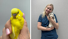 Diena su veterinaru: egzotinių gyvūnų gydytojos kasdienybė &ndash; nuo dantų &scaron;lifavimo iki sudėtingų operacijų