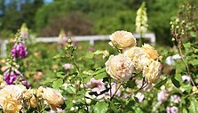 IMG_7054