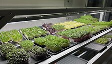 &bdquo;Ogmios miesto&ldquo; ūkininkų turguje &ndash; ūgliai i&scaron; mikrožalumynų ūkio: augina tikrą supermaistą
