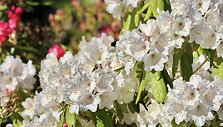 Blizgusis rododendras 'Chlorops'