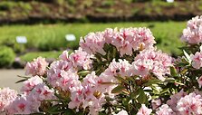 Kaukazinis rododendras