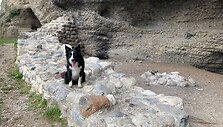 Borderkolis Ayko ir jo &scaron;eimininkas Peteris