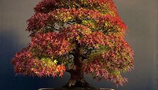 K.Ptakausko bonsai menas
