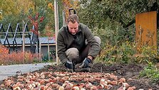 Pavasario žiedų grožį galima nulemti jau rudenį: T. Gurskas ragina atkreipti dėmesį į gėlės svogūnėlio dydį