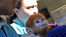 Zoologijos sodo darbuotojai demonstruoja Elkę.