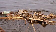 Ant &scaron;iuk&scaron;lių kruvos guli mūsų aptiktas žvėrelis.