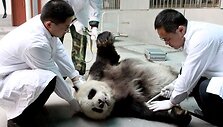 Panda paruo&scaron;iama operacijai.