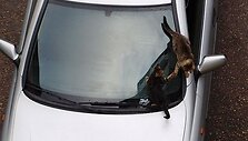 Katinai ant automobilio