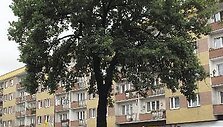 Hitlerio medis Lenkijoje, jaslo miestelyje