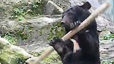 Kung Fu me&scaron;kinas